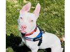 Adopt SMEAGOL a Pit Bull Terrier