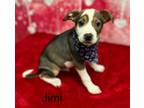 Adopt Jimi a Jack Russell Terrier