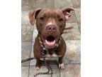 Adopt Sneezy a Labrador Retriever, Boxer