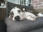 Adopt Lord Winston a Pit Bull Terrier