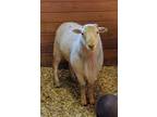 Adopt Stetson a Sheep