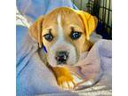Adopt Rubble a Mixed Breed