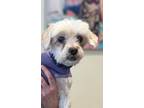 Adopt Benji a Shih Tzu, Lhasa Apso