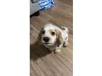 Adopt Johnny a Cocker Spaniel