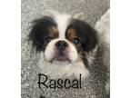 Adopt Rascal a Japanese Chin