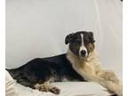 Adopt Rin a Australian Shepherd, Mixed Breed