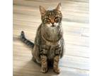 Adopt Tiger a Domestic Short Hair