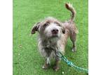 Adopt Rambo a Cairn Terrier, Mixed Breed