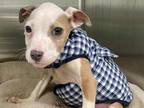 Adopt JACKSON AVERY a Pit Bull Terrier
