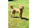 Adopt Rembrandt a Standard Poodle, Golden Retriever