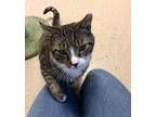 Adopt Kingsley (FIV) a Domestic Short Hair