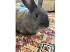 Adopt Courtesy Post: MOCHA and NINJA a Bunny Rabbit