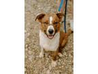 Adopt Radley a Australian Cattle Dog / Blue Heeler