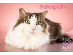 Adopt SHAKESPEARE a Himalayan