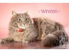 Adopt WINSTON & WILLOW a Himalayan, Siamese