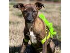 Adopt Brody a Mixed Breed