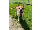 Adopt Keelo/Wesley a Staffordshire Bull Terrier