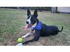 Adopt Oreo Cookie a Cattle Dog, Pit Bull Terrier