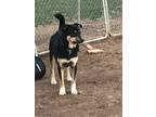 Adopt Liki a Shepherd, Border Collie