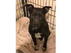 Adopt Hooch a Black Labrador Retriever, Terrier