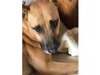 Adopt Lockie a Labrador Retriever, Black Mouth Cur