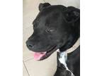 Adopt Chitta a Pit Bull Terrier, Labrador Retriever