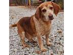 Adopt Beagle Boy a Beagle