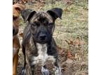 Adopt Marco a Mixed Breed