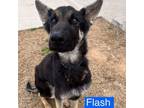 Adopt Flash a German Shepherd Dog