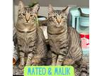 Adopt Malik & Mateo *Bonded Brothers that LOVE dogs* a Domestic Short Hair
