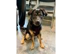 Adopt Percy a Shepherd, Mixed Breed