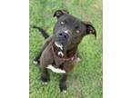 Adopt Geoff a Pit Bull Terrier, Mixed Breed