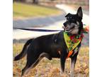 Adopt CHICO a German Shepherd Dog, Mixed Breed