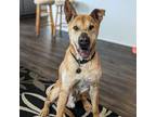 Adopt Drake a German Shepherd Dog, Pit Bull Terrier