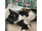 Adopt Rudy a Domestic Short Hair