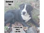 Adopt General Tso a Black Labrador Retriever, American Staffordshire Terrier