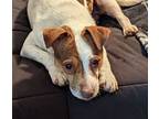 Adopt Chance a Jack Russell Terrier