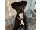 Adopt Bentley a Staffordshire Bull Terrier, Great Dane