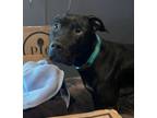 Adopt Bagheera a Pit Bull Terrier