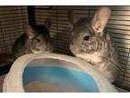 Adopt Smokey and Bandit a Chinchilla