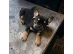 French Bulldog Puppy for sale in Muskegon, MI, USA