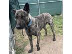 Adopt Darren a Dutch Shepherd