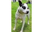 Adopt NIPSEY HU a Jack Russell Terrier, Mixed Breed