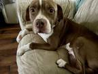 Adopt Smooch a American Staffordshire Terrier