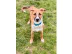 Adopt Daydream a Australian Shepherd, Mixed Breed