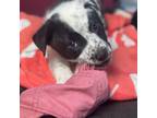 Adopt Puppy Oreo a Australian Cattle Dog / Blue Heeler, Pit Bull Terrier