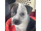 Adopt Puppy Cocoa a Australian Cattle Dog / Blue Heeler, Pit Bull Terrier