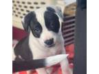 Adopt Puppy Hogi a Australian Cattle Dog / Blue Heeler