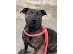 Adopt Turbo a Mixed Breed