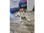Adopt Picasso a American Shorthair